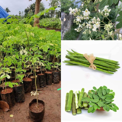 ibains Moringa seeds pkm2 Seed(20 per packet)