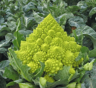 WILLVINE ROX -II Broccoli Cabbage Romanesco [1g] Seed(300 per packet)