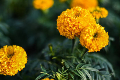 Bahan marigold/gende ka phool flower seeds Seed(50 per packet)