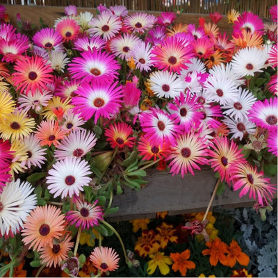 Lorvox Ice Flower Seed(15 per packet)
