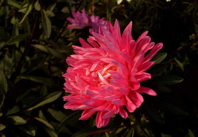 VibeX XLR-23 - Chrysanthemum China Aster Magenta - (270 Seeds) Seed(270 per packet)
