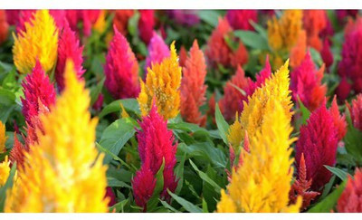 ZIXA COLORFUL Mixed CELOSIA Flower Seed(50 per packet)