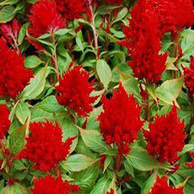 KANAYA Celosia Mixed Color Hybrid Flower Seed(26 per packet)