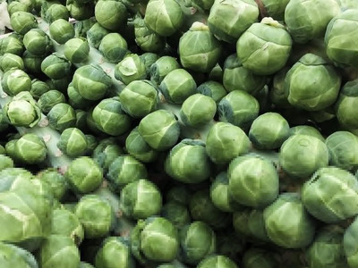 WILLVINE SCI -VIII Imported Long Island Brussels Sprouts [25g] Seed(7500 per packet)