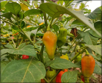 KANAYA Moti Mirch/Pepper Green Hybrid Seed(475 per packet)