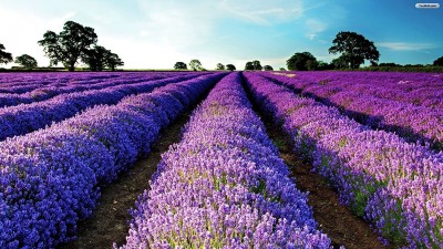 KNESSiN Herb : Lavender English[400 Seeds] Seed(400 per packet)