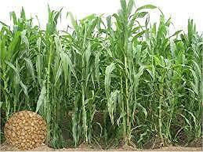 STOKIYA Hybrid Sorghum Sudan Grass Seeds jowar seed Grass Pack of 9 KG Seed Seed(90000 per packet)