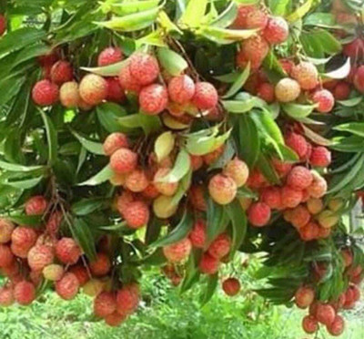 Oliver litchi,lichi.lichyee Seed(9 per packet)