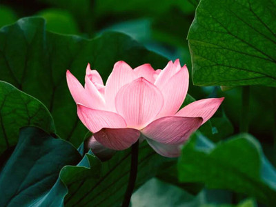 Seedsqlty Mixed lotus flower seed, high germination (14 seeds) Seed(14 per packet)