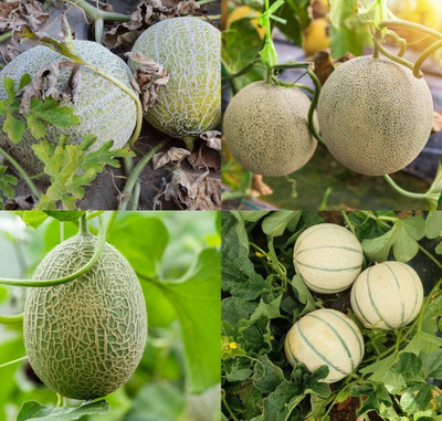 ibains Musk melon seeds for home garden beej 22 Seed(22 per packet)