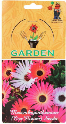 CYBEXIS Hybrid Ice Plant Mixed (Winter) Flower Seeds Seed(1 g)