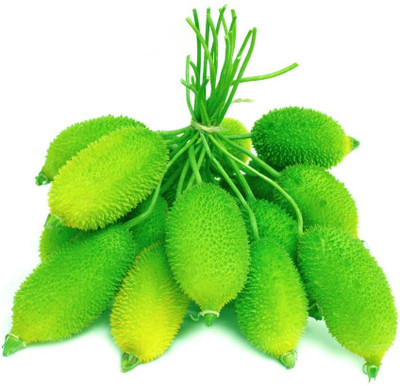 HAMPHU Kantola seed/kakrol bej/spiny gourd pac of 12 Seed(12 per packet)