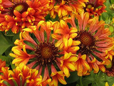 Aywal Gaillardia Double Beautiful Flower Seeds In Different Colors F1 Hybrid Seed(40 per packet)