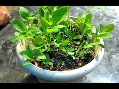MAA Amaranthus Green Seed(230 per packet)