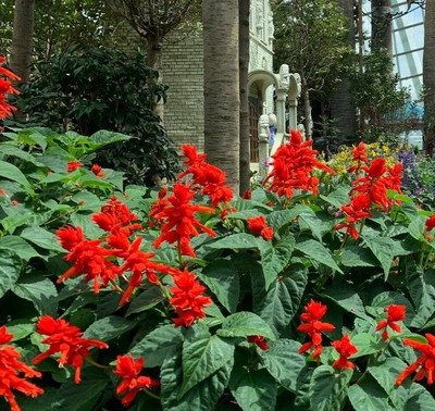 Avysa Scarlet Sage (Salvia splendens) Seed(50 per packet)