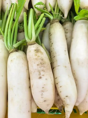 VINTI White radish high quality Seed(3000 per packet)