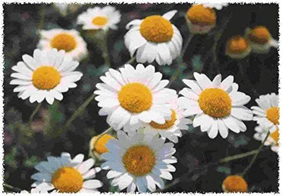 VibeX NDIR-51 - Roman Chamomile - (2250 Seeds) Seed(2250 per packet)