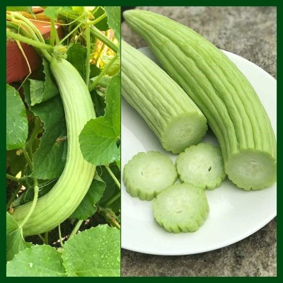 CYBEXIS GBPUT-27 - Hybrid Long Melon - (150 Seeds) Seed(150 per packet)