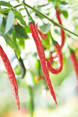 AFARTIOBINA 25 PCS CHILI SEEDS-A02 Seed(25 per packet)