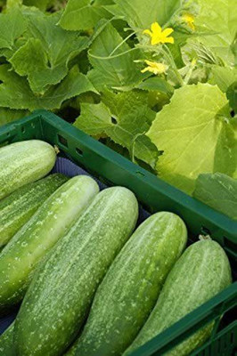 CYBEXIS German Variety Cucumber Seeds 2000 Seeds Seed(2000 per packet)