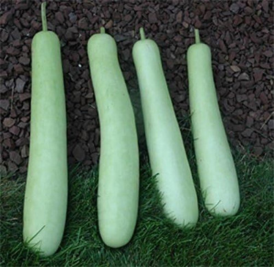 Qualtivate GBPT-8A Bottle Gourd Dudhi Lauki Calabash Seed(50 per packet)