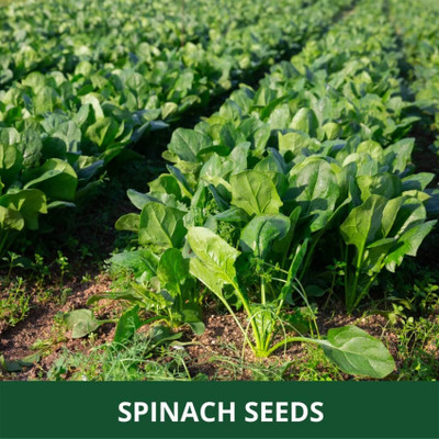 DEYS AGRO ™ spinach seeds,f1 hybrid palak|palong vegetable seeds Seed(95 per packet)