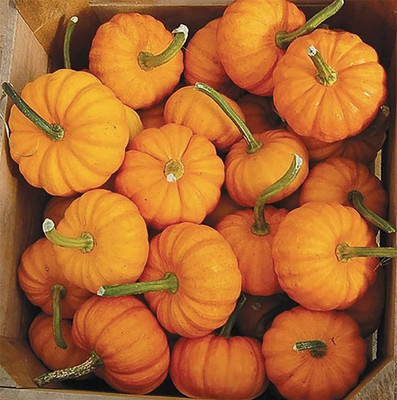 KNESSiN High Yield Jack Be Little Pumpkin Vegetable Seeds For Planting (400 Seeds) Seed(400 per packet)
