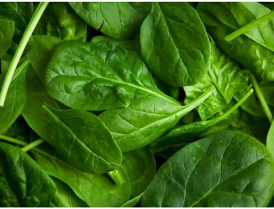 Avysa Spinach Vegetables Seed(200 per packet)