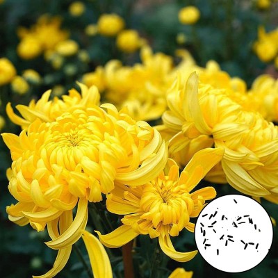 CYBEXIS ATS-67 - Non GMO Attractive Natural Yellow Chrysanthemum - (270 Seeds) Seed(270 per packet)