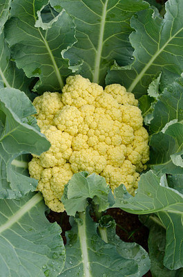 Dharma white cauliflower,gobhee seeds Seed(13 per packet)