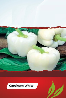 Qualtivate PUA5-A Capsicum White Wonder Seeds Seed(100 per packet)