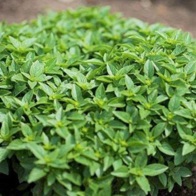WILLVINE GBPUT-14 Basil Minette Dwarf Fine Bush Seed(1000 per packet)