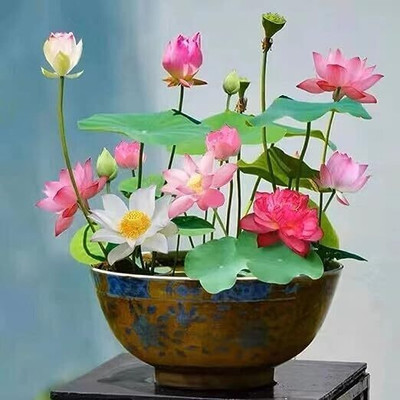 SUAA Lotus Mix flower Seed(5 per packet)