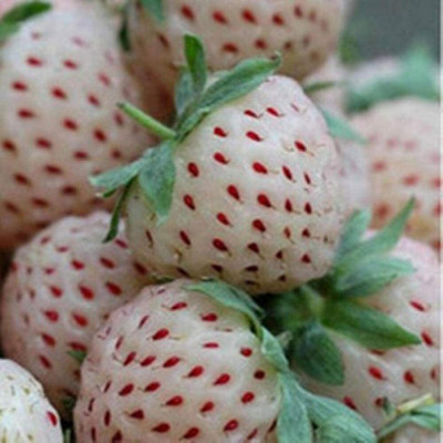 CYBEXIS White Strawberry Seeds400 Seeds Seed(400 per packet)