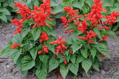 Avysa Flower Seeds Salvia Vista Red Seed(100 per packet)