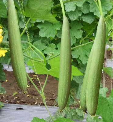 Arshiayat Organic Luffa/Sponge Gourd, Nenua Seeds 67 Seed(67 per packet)