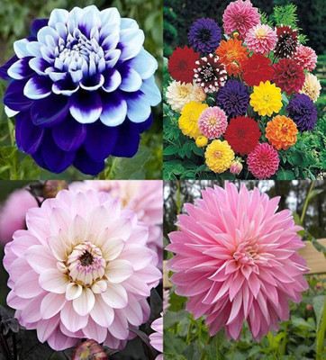 ibains Daliya flower seed beez 33 Seed(33 per packet)