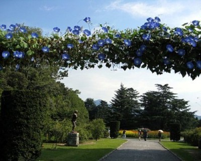 KANAYA Japanese Morning Glory *MIXED* Ipomoea Nil Seed Seed(13 per packet)