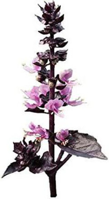VibeX ® VLR-12 Basil ‘Dark Purple Opal’ Seed(1000 per packet)