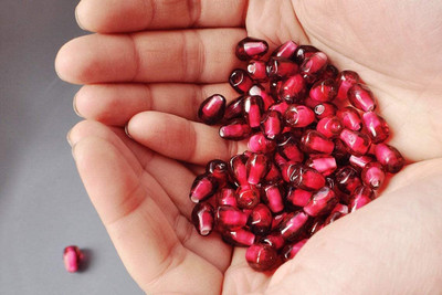 Qualtivate XLR-15 Pomegranate Fruit Tree Seeds Seed(25 per packet)
