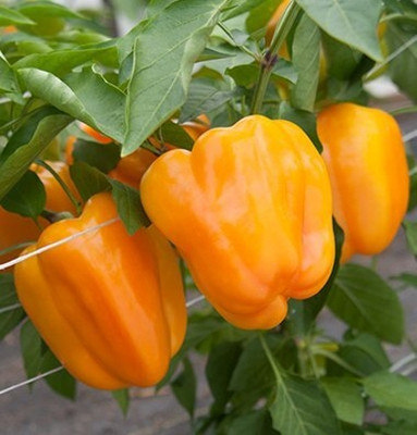 Qualtivate HUA-9A IMPORTED CAPSICUM ORANGE Seed(100 per packet)