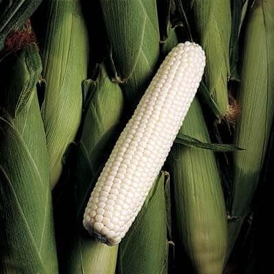 WILLVINE VMR -XI F1 (Hybrid) - White Homozygous Sweet Corn-[500g] Seed(2000 per packet)