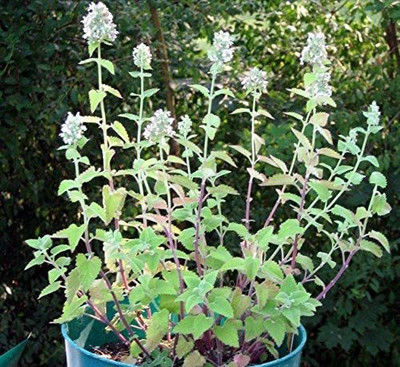 CYBEXIS LXI-73 - Catnip - (13500 Seeds) Seed(13500 per packet)