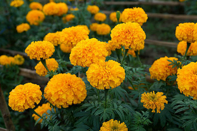shivay Export marigold,gende ka phool Seed(35 per packet)