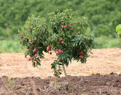 Aywal Lychee Fruit Hybrid Seed(6 per packet)