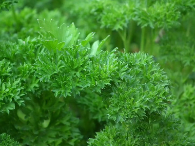 SOWCAN TRIPLE CURLED PARSLEY Petroselinum Hortensis Herb Seed(100 per packet)