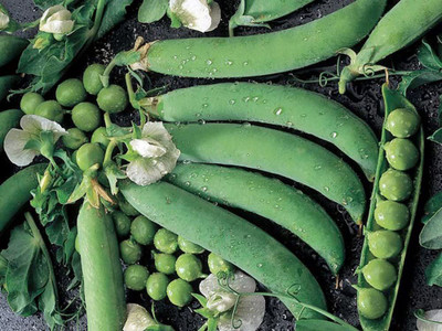 WILLVINE ATS-421 Pea Seed, Thomas Laxton Seed(50 per packet)