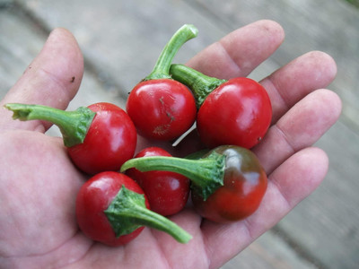 DIVINE CHILLI , PEPPER Seed(250 per packet)
