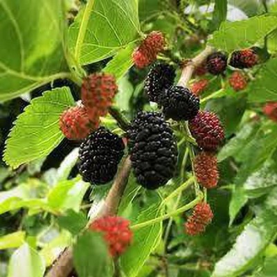 Oliver mulberry(shahatoot) fruit seeds Seed(225 per packet)