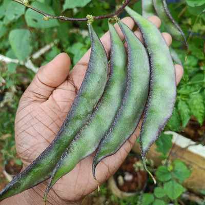 SREE Runner Beans Seed, Seem Seed, Runner Beans Hybird Seed(55 per packet)